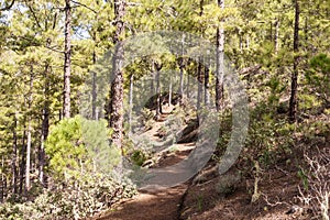 Hiking trail in Tamadaba Natural Park in Gran Canaria photo