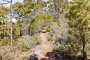 Hiking trail in Tamadaba Natural Park in Gran Canaria photo