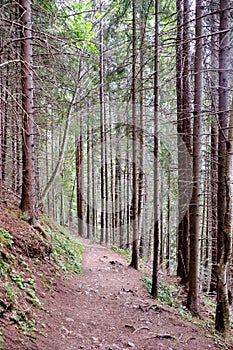 Hiking trail in tatra mountains in Slovakia