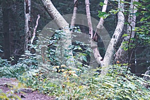 Hiking trail in tatra mountains in Slovakia - vintage retro look