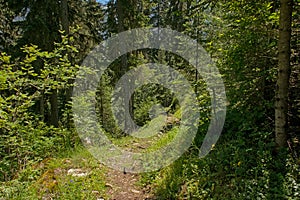 Hiking trail thorugh a pine forest in the French Alps photo