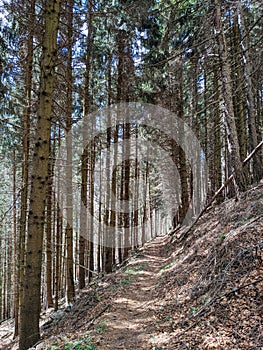 hiking trail in ticino. Beautiful path through the forest at Monte Generoso in the canton of Ticino. Hiking and biking