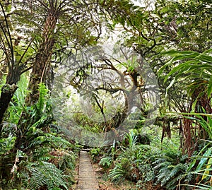 Hiking trail to canyon Trou de Fer at island La Reunion