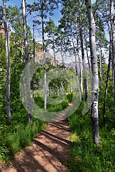 Hiking Trail to Lake Blanche forest and mountain. Wasatch Front Rocky Mountains, Twin Peaks Wilderness,  Wasatch National Forest