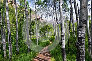 Hiking Trail to Lake Blanche forest and mountain. Wasatch Front Rocky Mountains, Twin Peaks Wilderness,  Wasatch National Forest