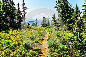 Hiking trail on Tod Mountain near Sun Peaks in British C