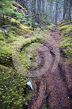 Hiking Trail - Tongass National Forest, Alaska
