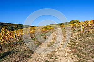 Hiking trail in the vineyards