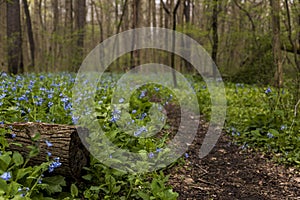 Hiking Trail and Virginia Bluebell Wildflowers - Ohio