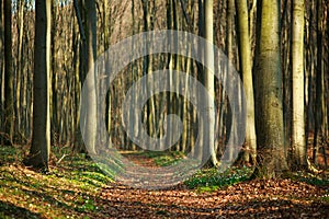 Hiking trail walkway in spring forest, nature background