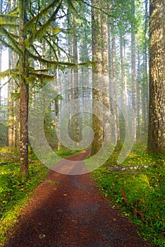 Hiking Trail in Washington State Park USA America