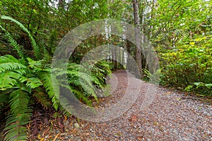 Hiking Trail in Whatcom Falls Park WA State USA