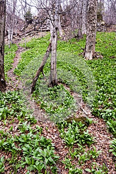 Hiking trail with wild garlic plants around