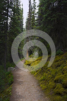 Hiking Trail in the Wilderness