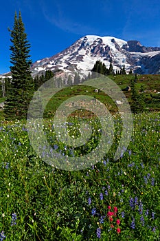 hiking trail through wildflower meadows including an impressive view of Mount Rainier on a clear blue sky summer day