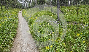 Hiking Trail with Wildflowers in Sunshine Meadows