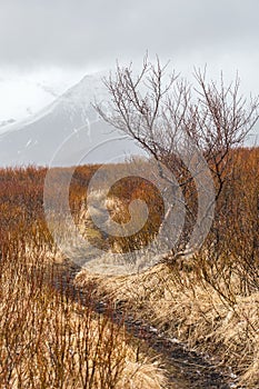 Hiking trail winding through shrubs with snow-capped mountain peaks in background
