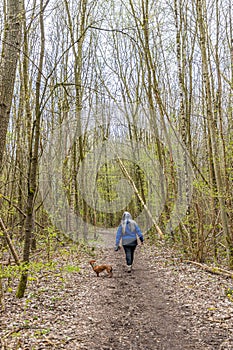 Hiking trail with woman walking with her brown dachshund among bare trees, back to camera