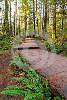 Hiking Trail Wood Walkway in Lynn Canyon Park in Vancouver BC Canada