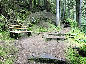 Hiking trail in the woodland park