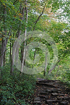 A hiking trail through the woods in the early fall at Petrifying Springs County Park in Kenosha, Wisconsin