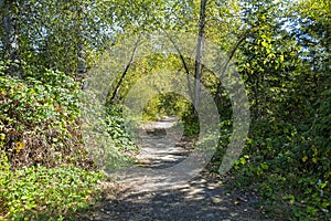 A hiking trail through the woods in Marymoor Park, Redmond, Washington, USA