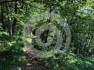 Hiking trails, forest paths and bicycle roads in the Ucka Nature Park, Croatia - Planinarske staze i Å¡umski putev