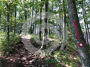 Hiking trails, forest paths and bicycle roads in the Ucka Nature Park, Croatia - Planinarske staze i Å¡umski putev