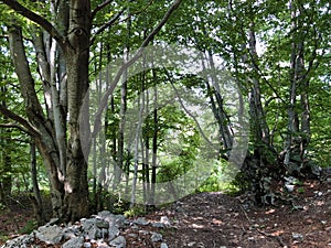 Hiking trails, forest paths and bicycle roads in the Ucka Nature Park, Croatia - Planinarske staze i Å¡umski putev