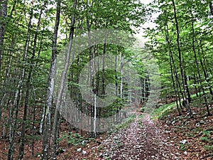 Hiking trails, forest paths and bicycle roads in the Ucka Nature Park, Croatia - Planinarske staze i Å¡umski putev