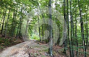 Hiking trails, forest paths and bicycle roads in the Ucka Nature Park, Croatia - Planinarske staze i Å¡umski putev