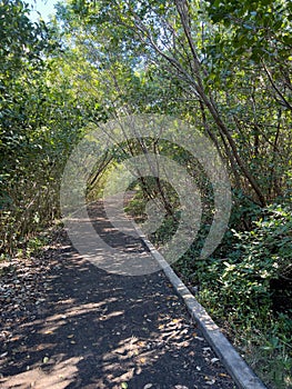 The hiking trails in Hugh Taylor Birch State Park near the beach at Ft. Lauderdale, Florida on a sunny winter day