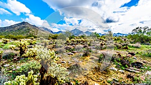 Hiking on the hiking trails surrounded by Saguaro, Cholla and other Cacti in the semi desert landscape of the McDowell Mountains