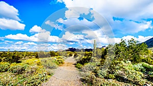 Hiking on the hiking trails surrounded by Saguaro, Cholla and other Cacti in the semi desert landscape of the McDowell Mountains photo