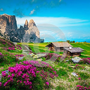 Hiking and travel destination with pink rhododendron flowers, Dolomites