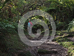 Hiking in tropical rain forest in Reunion Island photo