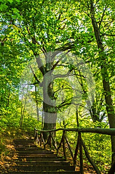 Hiking Up Wooden Stairs on a Woodland Trail in Forest