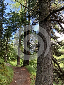 Hiking in Val Roseg Velley, Engadin, GraubÃ¼nden, Switzerland