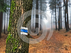 Hikng trail mark on tree