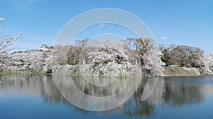 Sakura at Hikone Castle, Hikone, Siga, Japan photo