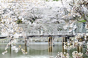 Hikone Castle cherry blossoms