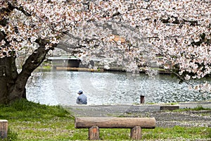 Hikone Castle cherry blossoms