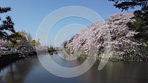 Hikone Castle Moat in Spring, Sakura flowers in full bloom