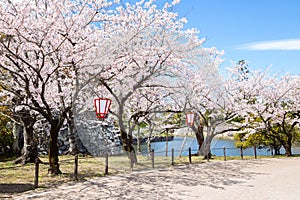 Hikone castle park spring cherry blossoms festival in Shiga, Japan