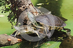 Hilaire's Side-necked Turtle