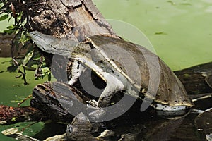 Hilaire's Side-necked Turtle