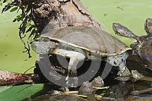 Hilaire's Side-necked Turtle photo