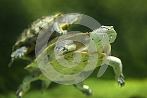 Hilaire’s toadhead turtle or Hilaire’s side-necked turtle (Phrynops hilarii) under water behind glass, blurred.