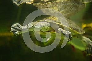 Hilaire’s toadhead turtle or Hilaire’s side-necked turtle (Phrynops hilarii) under water behind glass, blurred.
