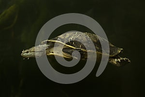 Hilaireâ€™s toadhead turtle Phrynops hilarii.